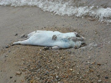 Found April 2009 in Old Lyme, CT. According to the eyewitness, "The police had showed up to check out the site, and shortly after there were men in unusual uniform who came to take the specimen away."